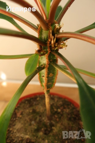 Африканска плюеща палма, Euphorbia leuconeura, 1-год. растение, снимка 4 - Стайни растения - 54919037