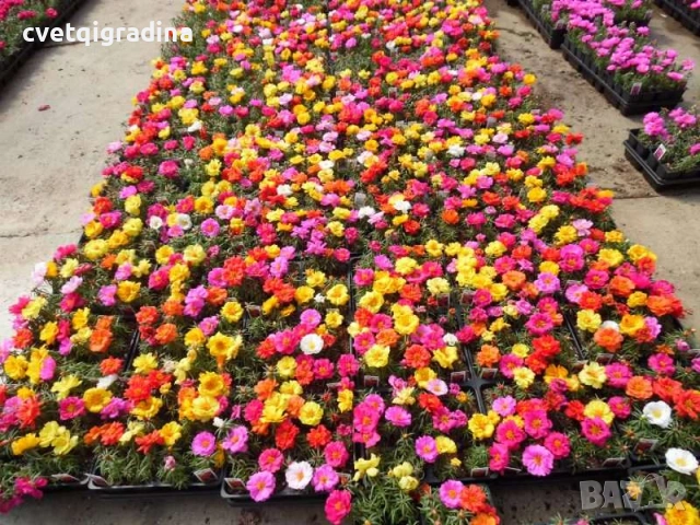 Portulaca (Калдаръмче)