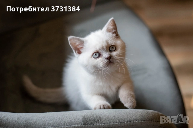 Британско късокосместо колорпойнт коте