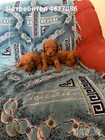 Той пудели ред априкот , снимка 2 - Пудели - 54313703