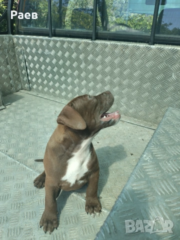 Американски питбул териер ,,Ред ноус''(American pitbull terrier Red nose), снимка 3 - Питбул - 54653295
