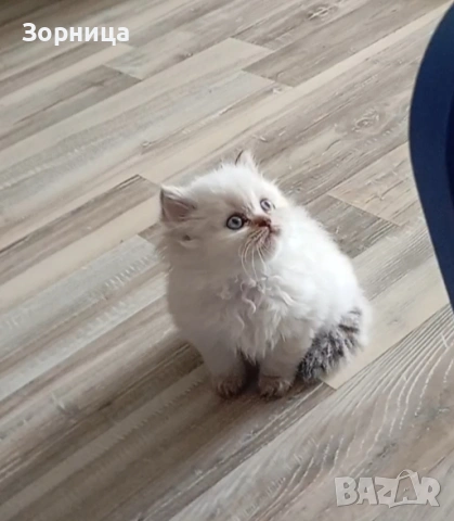 Британска сребърна чинчила , снимка 4 - Чинчили - 54337750