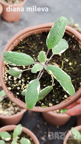 Шарена Салвия, Salvia officinalis, многогодишна, снимка 15 - Градински цветя и растения - 54010921