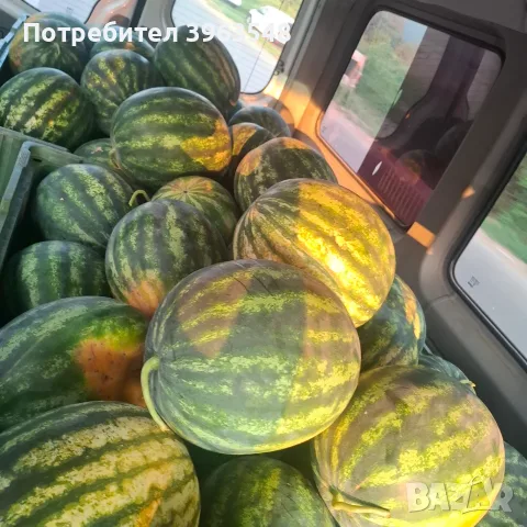 Продавам диня на едро 