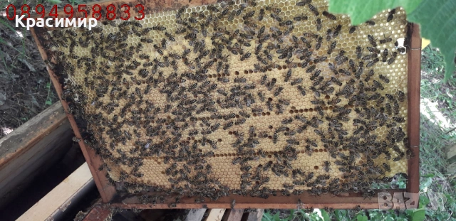 Отводки Дадан-Блат на 4 рамки, снимка 2 - Други - 54825923