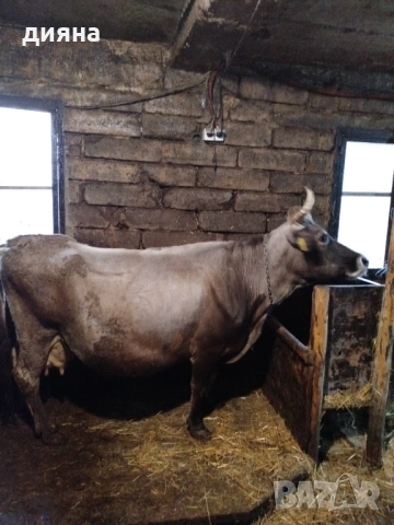 Продавам крава, снимка 2 - Крави - 54518500