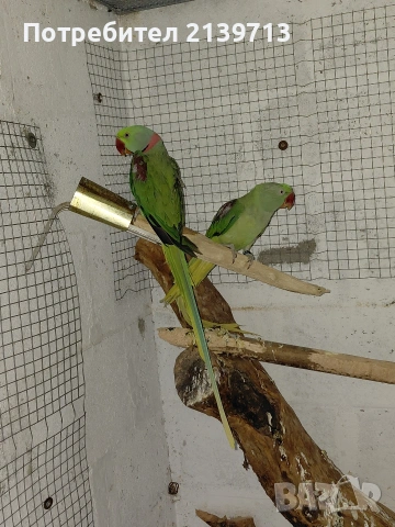 Продавам двойка Голям Александър