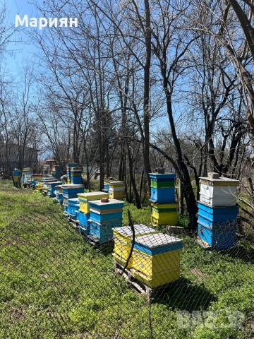 Многокорпусни кошери , снимка 3 - За пчели - 54962199