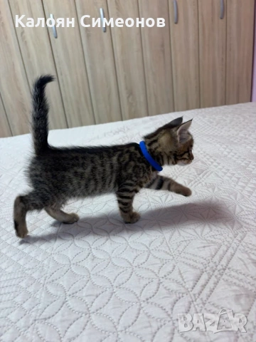 Бенгалски котета, снимка 5 - Бенгалски - 54357737