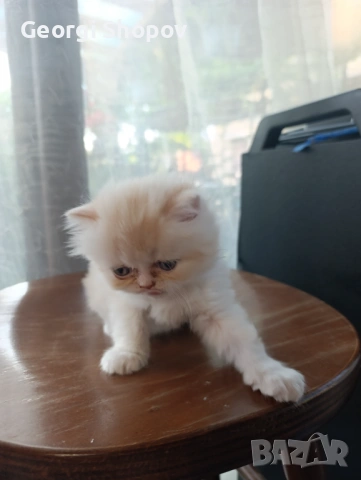 Персийски котета, снимка 6 - Персийска - 54811514