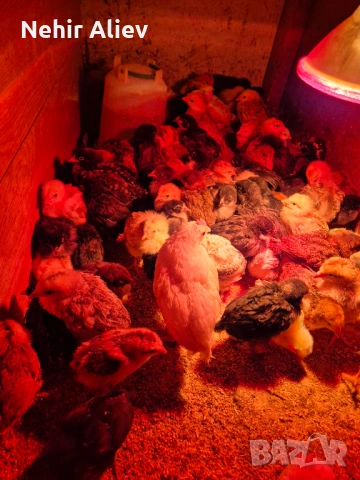 Продавам малки пилета 