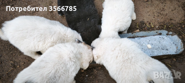 Каракачанки Кюстендил , снимка 2 - Каракачанска овчарка - 54580497