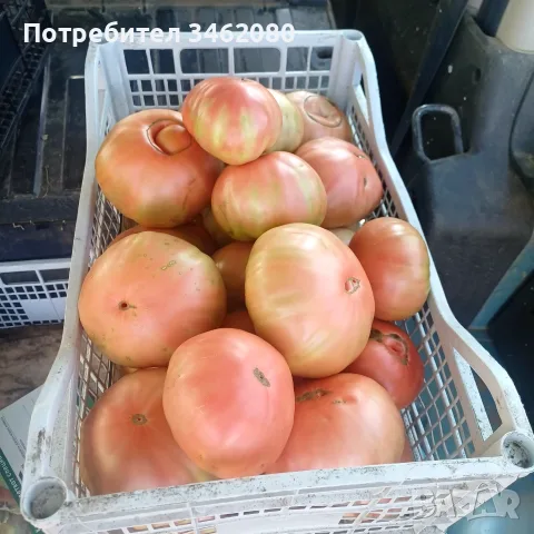 Продавам Розов домат, снимка 4 - Разсади - 55340415