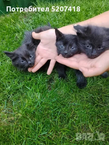 Ангорски котета, снимка 2 - Ангорски - 55485382