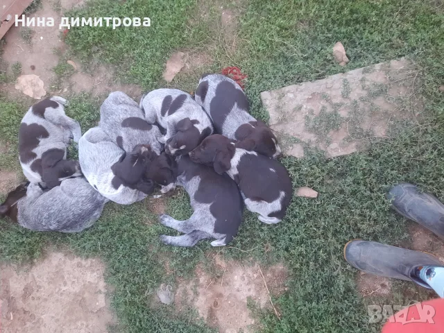 Дратхари на 40 дни