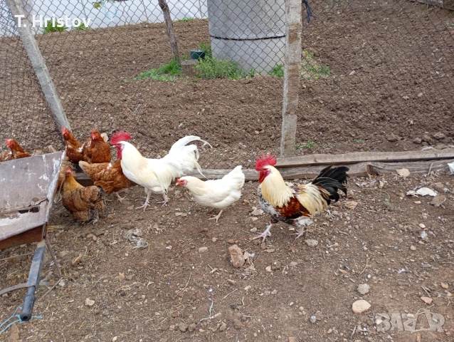 Петли на всякаква възраст , снимка 6 - Кокошки и пуйки - 54184768