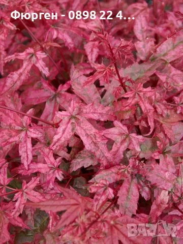 Ацер „Бени-Майко“ (Acer palmatum 'Beni-maiko') – Японски японски клен, снимка 8 - Разсади - 55530367