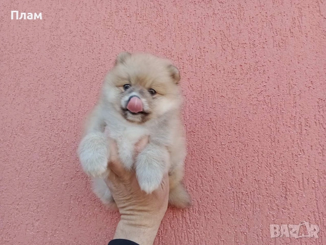 Богат избор на Померани. Реални снимки!!!, снимка 7 - Померан - 54036819