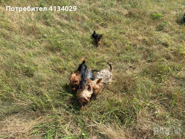 Женско мини йорки на 3 месеца, снимка 15 - Йоркширски териер - 55235244