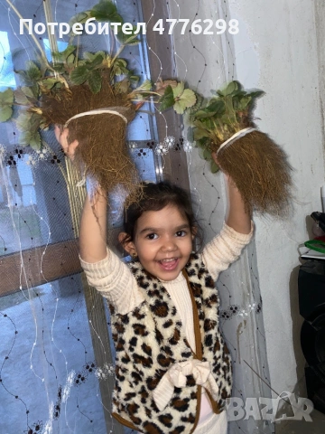 качествен разсад ягоди и малини