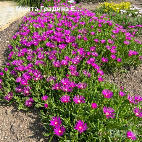 Делосперма - Почвопокривна и Каскадна , снимка 9 - Разсади - 54020837