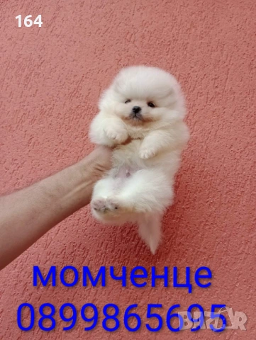 Бели мини Померани. Реални снимки !!!, снимка 4 - Померан - 54673471