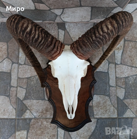 Трофеи от муфлони.Рога., снимка 6 - Други - 54526092
