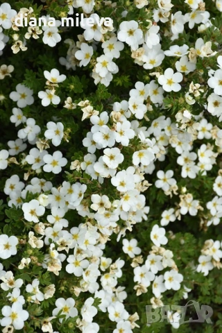 Потентила, Potentilla fruticosa 'Abbotswood', студоустойчива и многогодишна, снимка 3 - Градински цветя и растения - 54795658