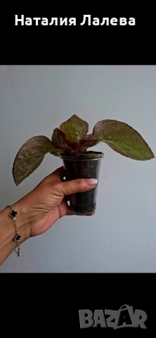 Еписция, episcia Jim's rose garden, снимка 3 - Стайни растения - 54911988