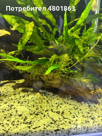 2бр оборудвани и готови аквариума !!!, снимка 4 - Аквариуми - 54359633