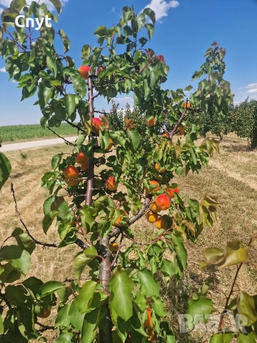 Продавам кайсии на едро , снимка 6 - Други - 54983210