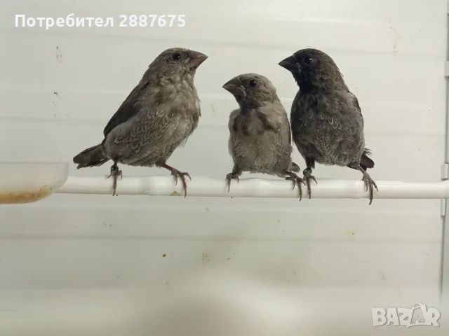 Люспогърди амадини, снимка 3 - Амадини - 55601353