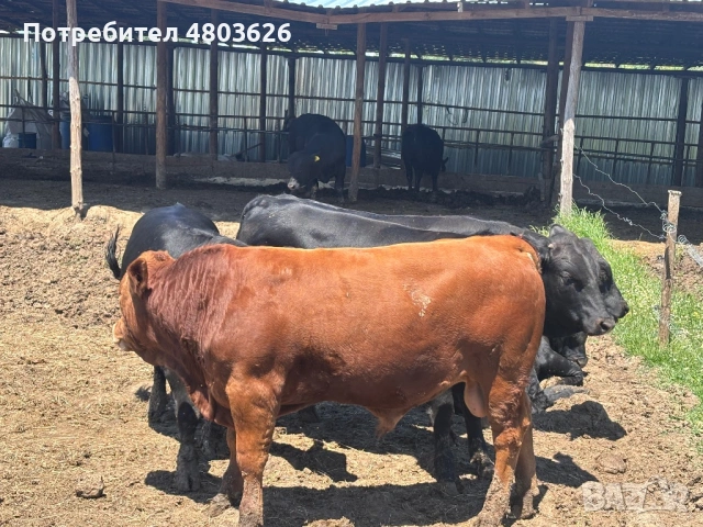 Угоени терета, снимка 2 - Крави - 54709870