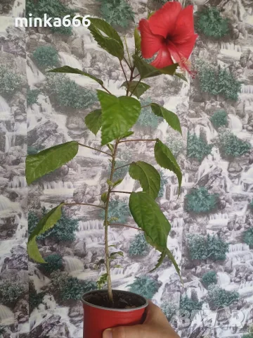 Вариегатен хибискус