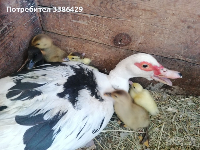 Неми и крякащи патета и едногодишни такива , снимка 4 - Патици и гъски - 54740867