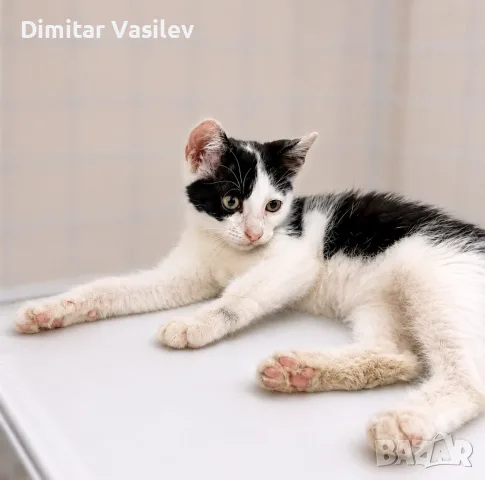 Малък герой търси дом, снимка 4 - Други - 55421000
