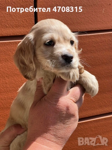 Кокер шпаньол момченце , снимка 4 - Кокер шпаньол - 54191988