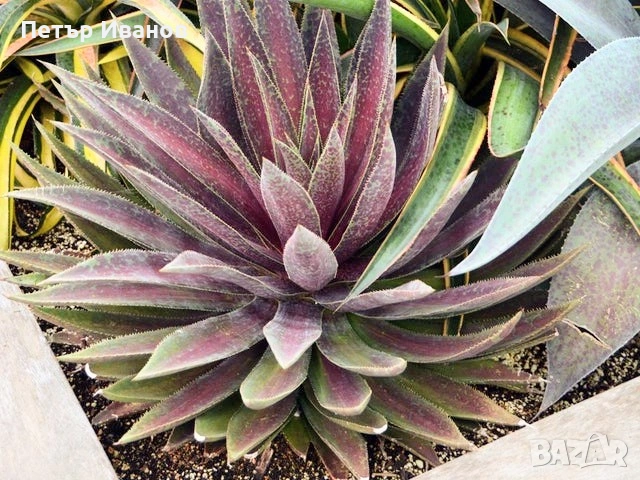 Мангаве и агавета