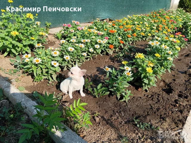 женско чихуахуа. , снимка 4 - Чихуахуа - 55636088