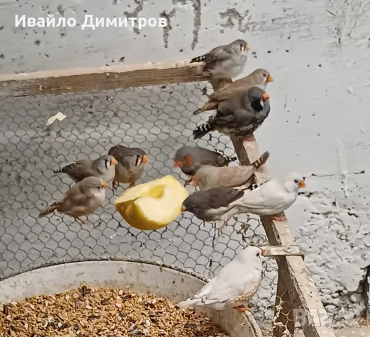 Зеброви амадини , снимка 2 - Амадини - 55670335
