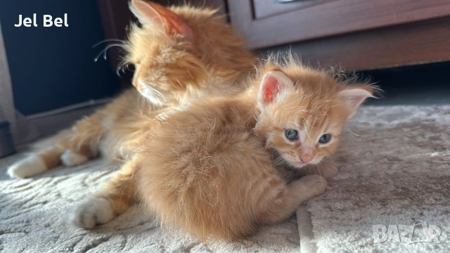 Домашни Котенца с Хигиенни Навици и Доставка до Вашия Град, снимка 2 - Ангорски - 49781355
