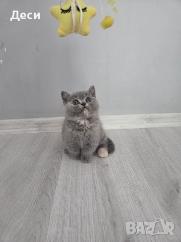 Британски късокосмести котета , снимка 7 - Британска късокосместа - 54668327