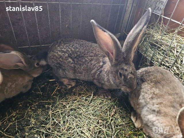 Зайци белгийски великан , снимка 7 - Други - 54388352