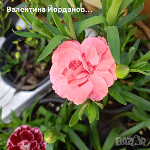 силно ароматен карамфил , снимка 6 - Градински цветя и растения - 54333921