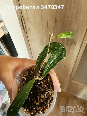Хоя Rigidifolia splash
