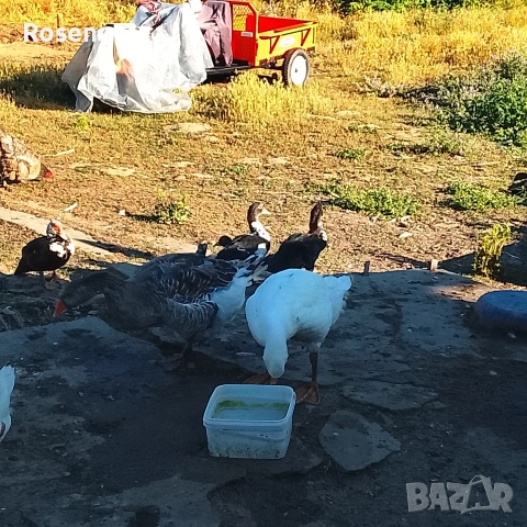 свободни Гъски и Неми Патици., снимка 6 - Патици и гъски - 55170057