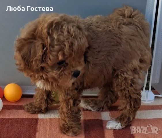 Малтипу момченце , снимка 5 - Пудели - 55479111