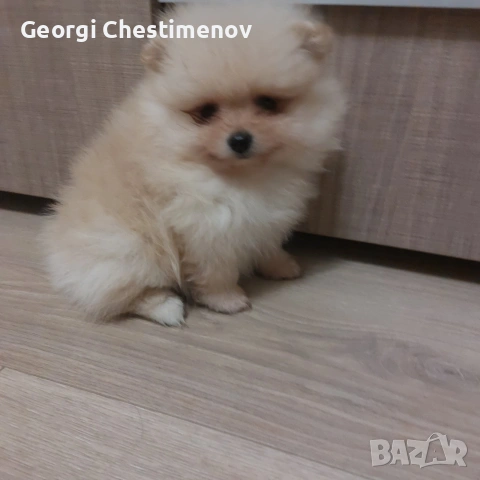 Момче!, снимка 4 - Померан - 54600323