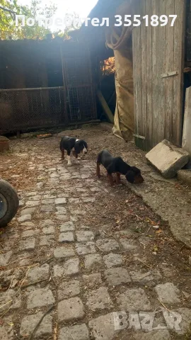Продавам две кучета сръбски трибоец , снимка 2 - Гонче - 55691779