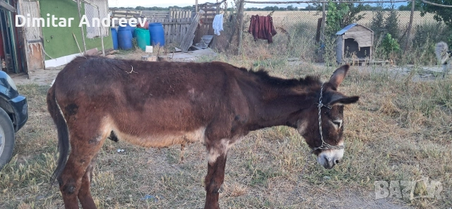 мъжко скупено , снимка 2 - Коне - 55006181